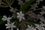 Fourleaf milkweed